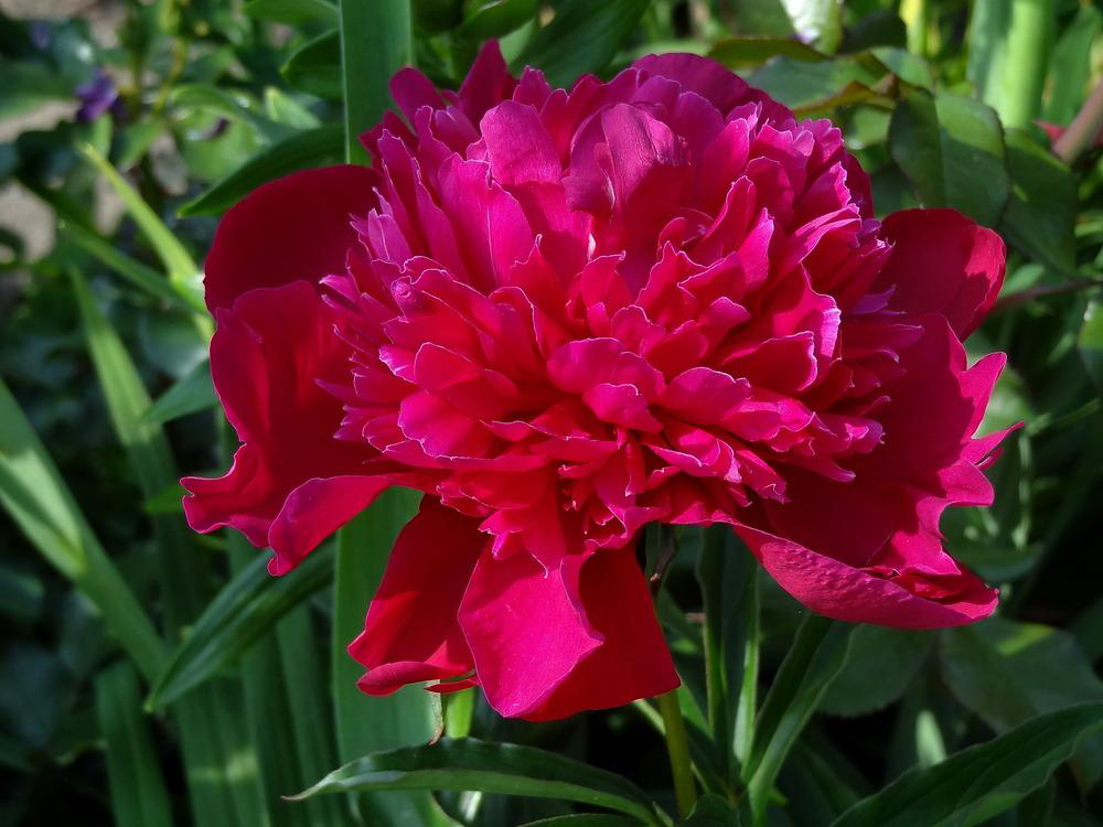 Paeonia lactiflora 'Inspecteur Lavergne'